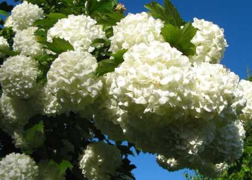 Я – Калина Бульдонеж