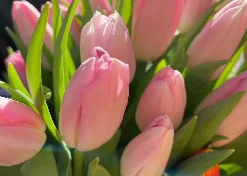 Приглашаем 8 марта в Лианозовский парк на праздничную программу «В объятиях весны»!