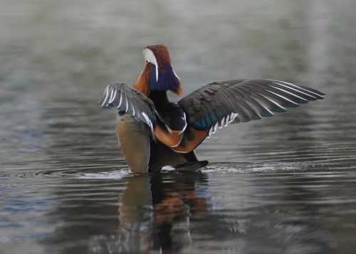 12 ноября — Синичкин день в Лианозовском парке!