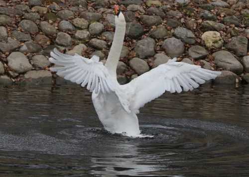 Наша нежная пара — Ромео и Джульетта — вместе с подросшими птенчиками сегодня покинули Лианозовский пруд.