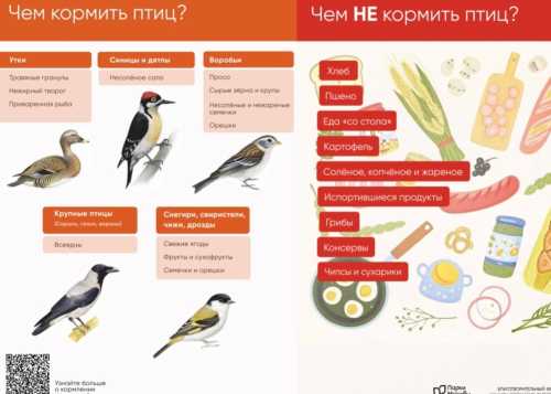 Чем можно кормить пернатых друзей в парке?