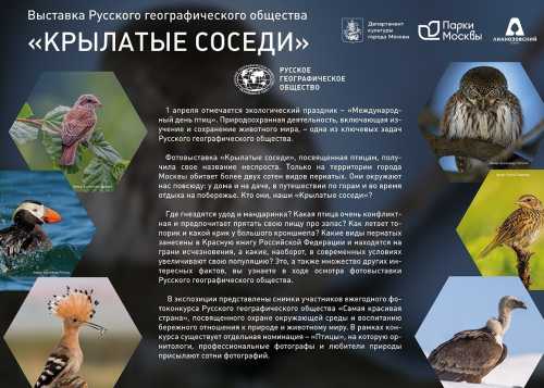 Весь февраль в Лианозовском парке будет открыта фотовыставка «Крылатые соседи» от Русского географического общества.