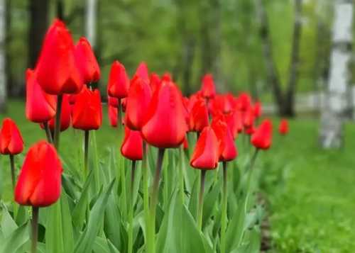 Приглашаем 15 марта в Лианозовский парк на бесплатный мастер‑класс «Создание весенних открыток»!