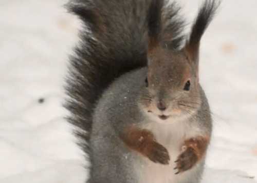 В Лианозовском парке на центральной площади весь февраль открыта фотовыставка призёров и лауреатов детско юношеского фестиваля «Фотография как образ мира».